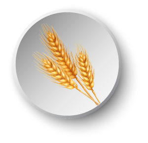 Wheat